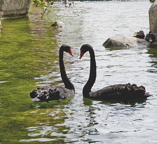 Black swans in love