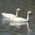 Coscoroba swan lake