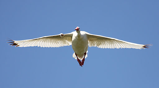Coscoroba swan flight