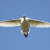Coscoroba swan flight