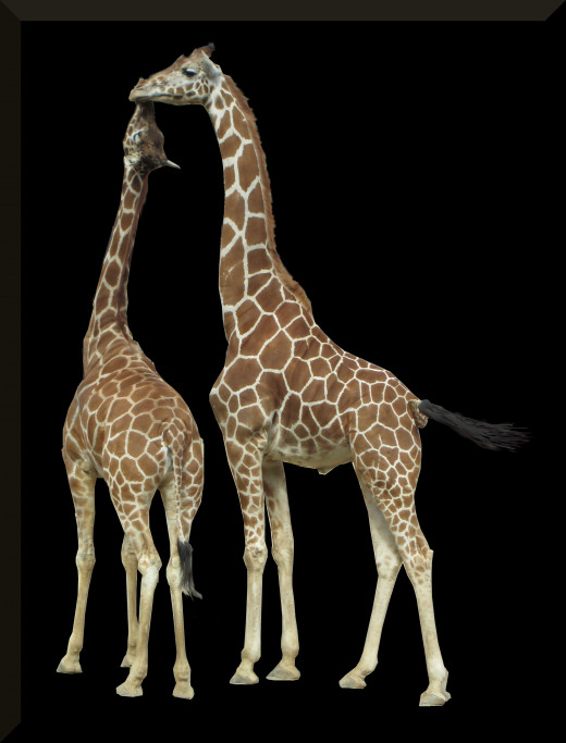 Giraffes @ Oakland Zoo 2013