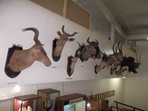 A series of trophy heads at the Kitale Museum