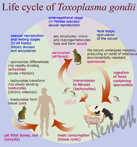 Lifecycle of toxoplasmic gondii