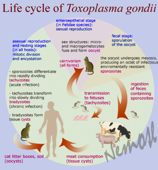 is toxoplasmosis curable