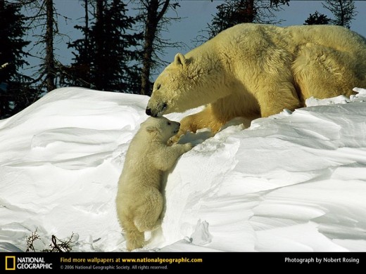 Polar Bear Mom With Cub (from www.nationalgeographic.com)