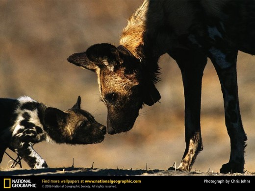 Adult African Wild Dog Greets Pup (from www.nationalgeographic.com)