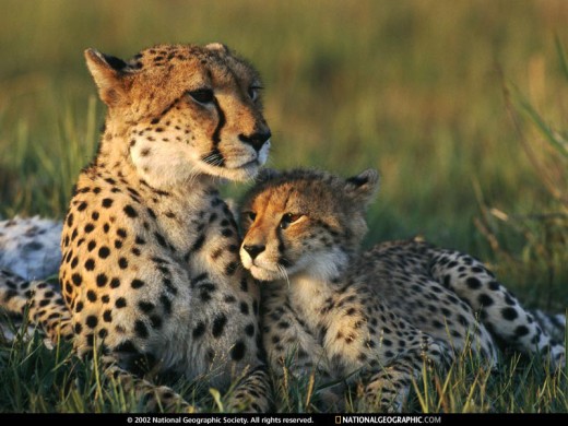 Cheetah Mom and Cub (from www.nationalgeographic.com)