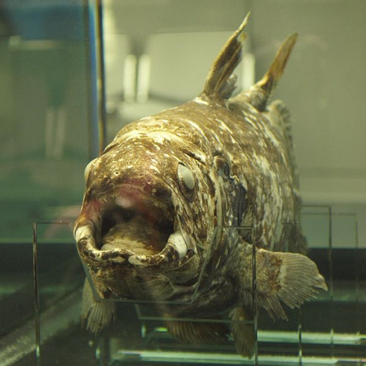 The Coelacanth