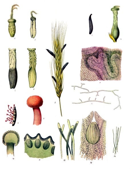 The life cycle of Claviceps porpurea, a famous endophytic fungus.