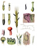 The Double Life of Endophytic Fungi
