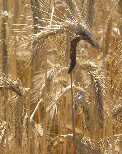 Claviceps purpurea sclerotium (ergot) growing on  barley.