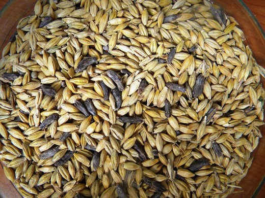 Detail of barley seeds infected with Claviceps purpurea.