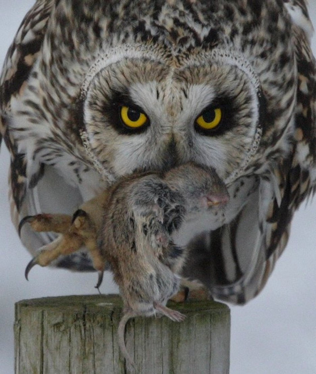 Owl and Mice Bird of Prey Nature Craft for Kids