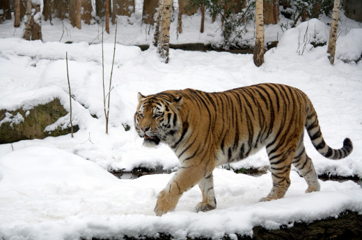 The Pride of the Ice- A Siberian Tiger!
