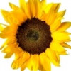 LivingLifeofLove profile image
