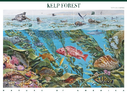 Nature of America: Kelp Forest Sheet