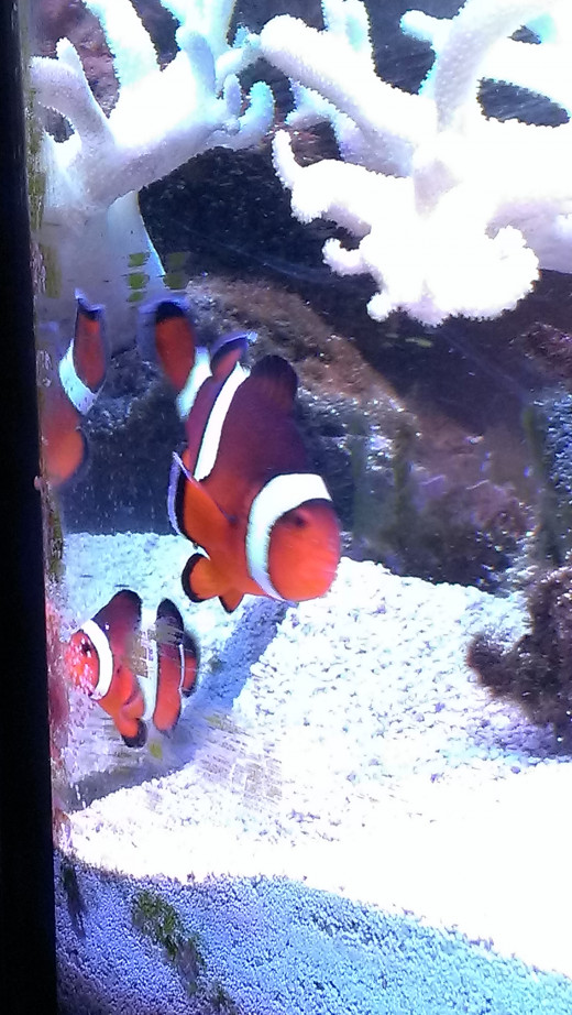 Nemo (large clown-the female) and Tiny (male)