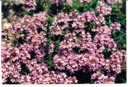 Thyme In Bloom In This Photo