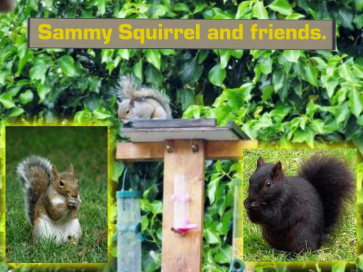 The background picture is of our Sammy.