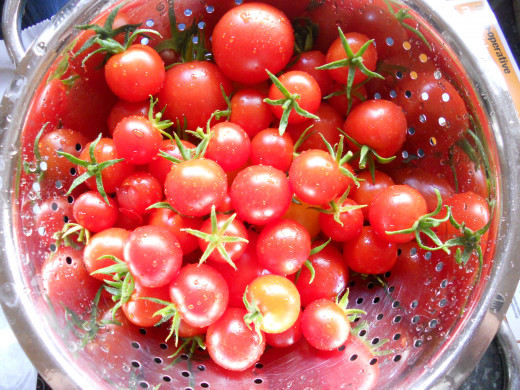 Fresh cherry tomatoes, perfect for drying