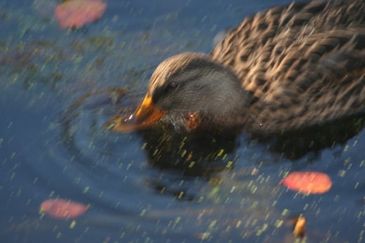 Duck in a pond at the Arnold Arboretum