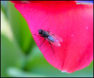Common house fly - a quick thinker