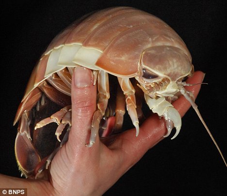 The slowest of all - the Deep Sea Isopod