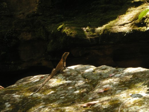 Water dragon