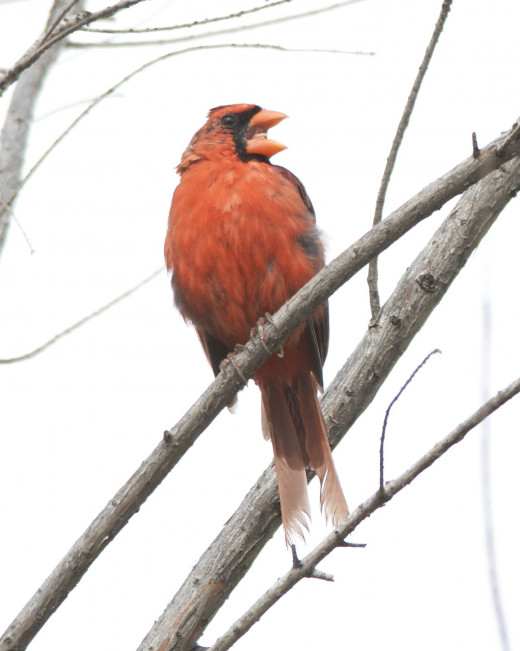Northern Cardinal