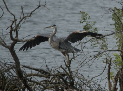 Great Blue Heron
