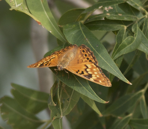 Tawny Emperor