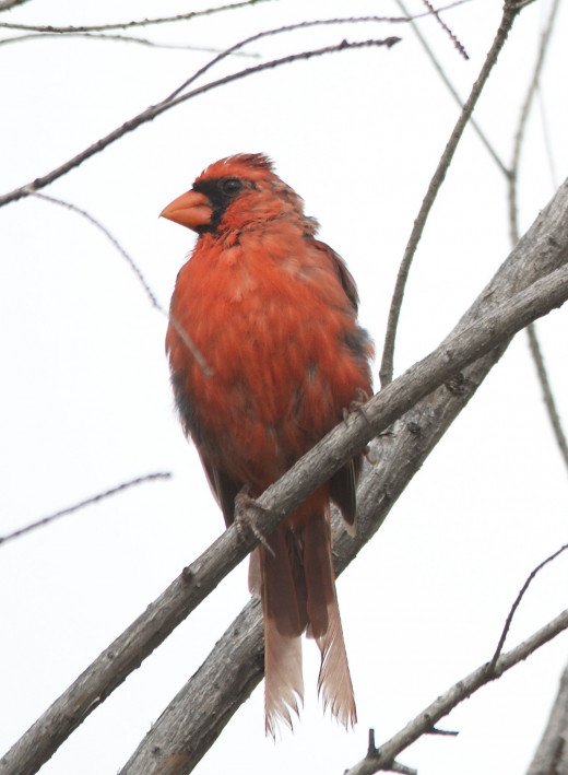 Northern Cardinal