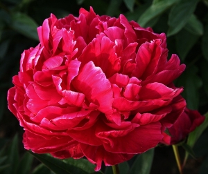 Rose Flower, the Symbol of  Romance!