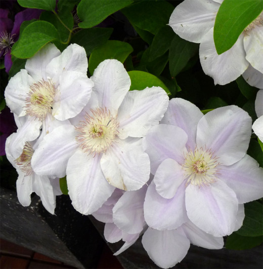 Clematis Chantilly