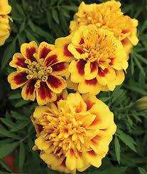 Marigolds contain pyrethrum, a natural insect repellent.