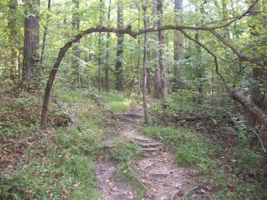 The Robinson Rockhouse Trail Reedy Creek Nature Preserve