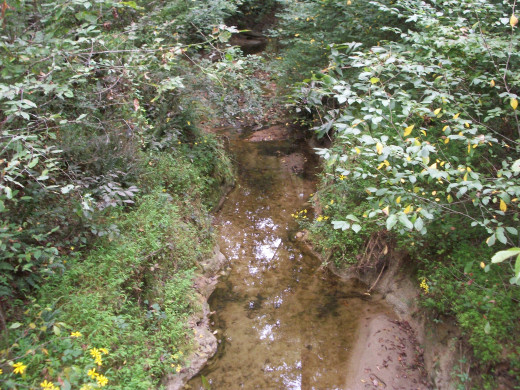Reedy Creek Nature Preserve South Fork Trail