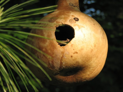Grow bird house gourds on a trellis or fence and dry the gourds for bird houses and crafts next year!