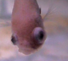 Pop eye is when one or both eyes are dramatically larger than usual and protrude from the fish's head.