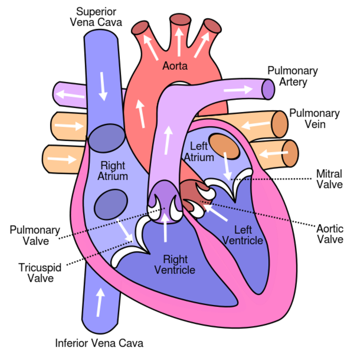 Learn About the Heart and Circulatory System for Kids HubPages