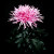 Name: Brush or Thistle, Flower Size: less than 2 inches, Grown as a spray Name: Brush or Thistle, Flower Size: less than 2 inches, Grown as a spray