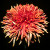 Name: Quill, Flower Size: 6 inches or greater, Grown as a disbud Name: Quill, Flower Size: 6 inches or greater, Grown as a disbud