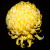 Name: Irregular Incurve, Flower Size: 6-8 inches, Grown as a disbud, Name: Irregular Incurve, Flower Size: 6-8 inches, Grown as a disbud,