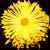 Name: Spoon, Flower Size: 4 inches or greater, Grown as a disbud or spray Name: Spoon, Flower Size: 4 inches or greater, Grown as a disbud or spray