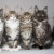 Maine Coon Maine Coon