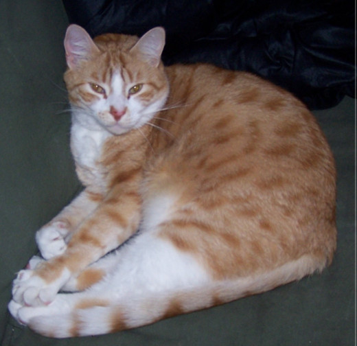 Zeke is a spotted tabby with stripes on his legs and tail, but spots on his torso.