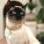 Siamese Siamese