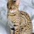 Savannah Savannah