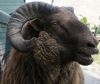 The Ram is a noble creature that has no problem scaling the tallest mountains and butting heads with the most fearsome of foes to get where it wants to go.