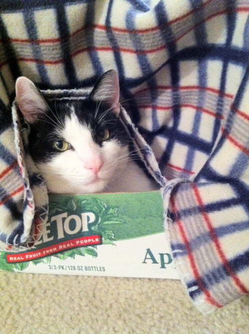 Two things can make almost any cat happy: a cardboard box and warm blanket. 